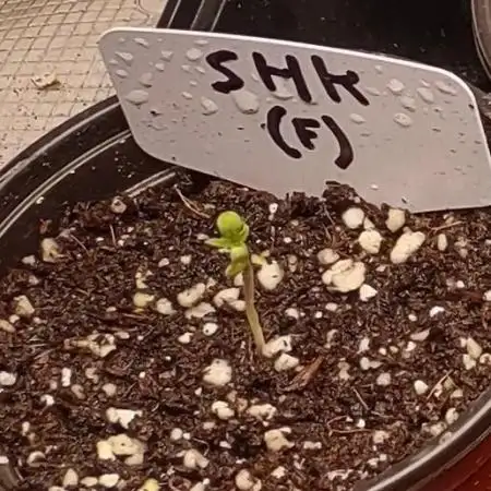 Stephen Hawking Kush