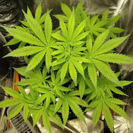 CBD Dragon Male (for pollen)