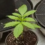 CBD Dragon F3 - Phenohunt (Bubble Tape)