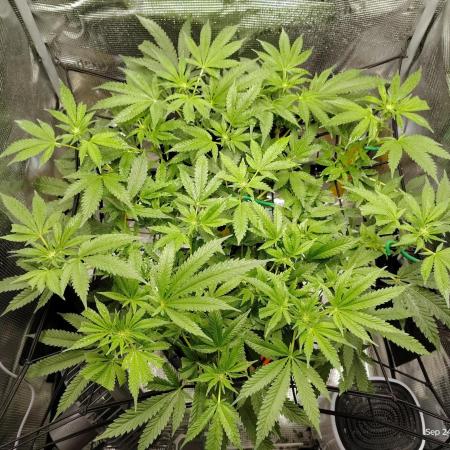 Fruity Pebbles 2.0 by QCS