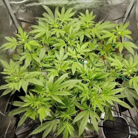 Fruity Pebbles 2.0 by QCS