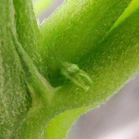 CBD Dragon F3 Male