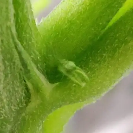 CBD Dragon F3 Male