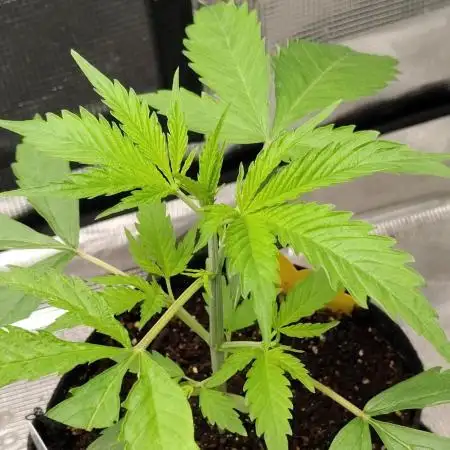 Gelato X GrandDaddy Purple (Cheap Seeds)