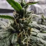 Fruity Pebbles 2.0 - QCS