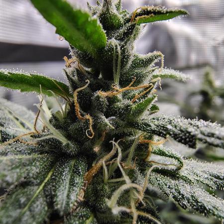 Fruity Pebbles 2.0 - QCS