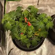 Cherry Popper First Photo run