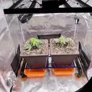 volume 1. CIP KUSH, Hombre seeds