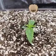 volume 1. CIP KUSH, Hombre seeds