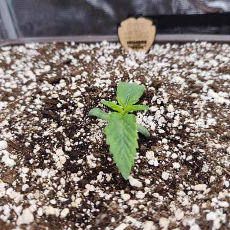 volume 1. CIP KUSH, Hombre seeds