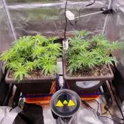 volume 1. CIP KUSH, Hombre seeds