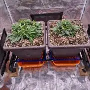 volume 1. CIP KUSH, Hombre seeds