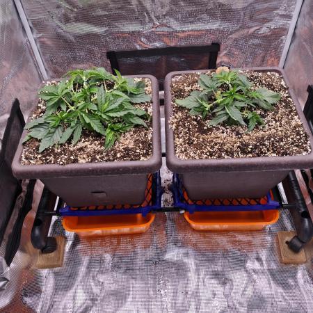 volume 1. CIP KUSH, Hombre seeds