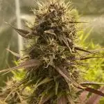 FastBuds Autoflowering