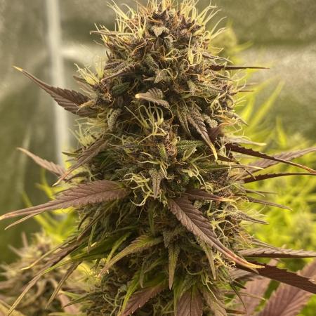 FastBuds Autoflowering