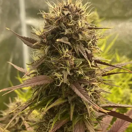 FastBuds Autoflowering