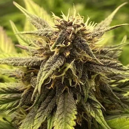 FastBuds Autoflowering