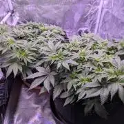 Gelato #45 + Critical Kush Indoor 60x60