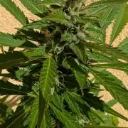 Ananas Express + Amnesia (Auto, Outdoor)