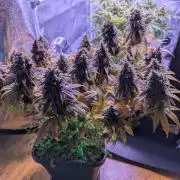 GMO Fast - Gelato #45 - Critical Kush
