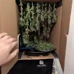 Outdoor 2x Critical Kush 3x GMO Fast