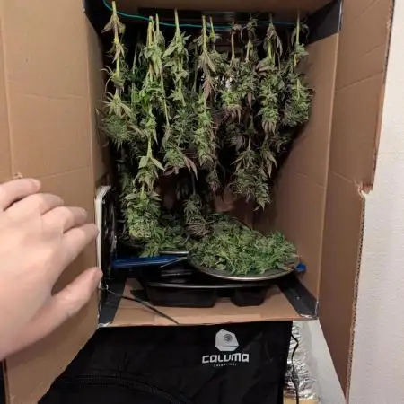Outdoor 2x Critical Kush 3x GMO Fast