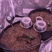 GMO Fast+Gelato #45+WeWillSee-Seed ;-)