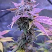 Critical Kush 60x60 (Gelato #45 RIP)