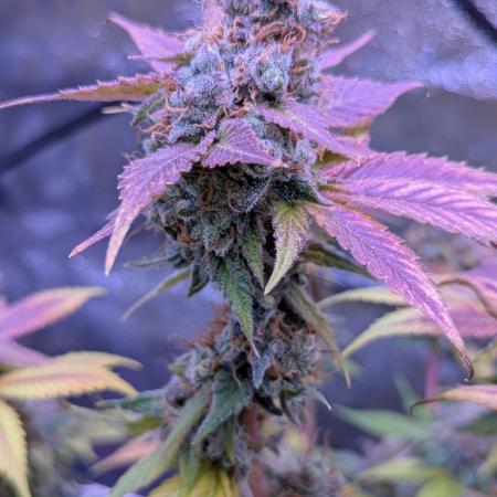 Critical Kush 60x60 (Gelato #45 RIP)