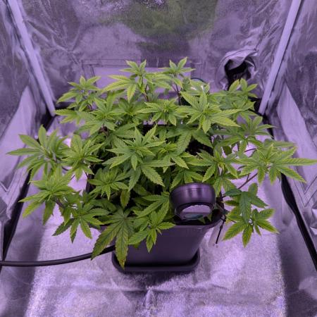 grow001_theo_rehtisch