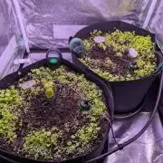 GMO Fast+Gelato #45+WeWillSee-Seed ;-)