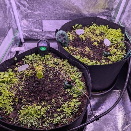 GMO Fast+Gelato #45+WeWillSee-Seed ;-)