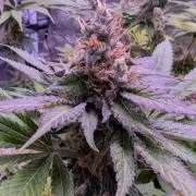 Critical Kush 60x60 (Gelato #45 RIP)