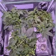 GMO Fast -  Gelato #45 - Critical Kush