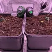 GMO Fast & Gelato #45