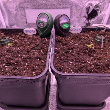 GMO Fast & Gelato #45