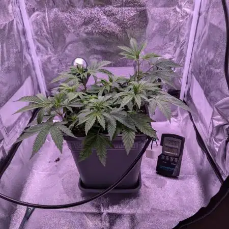 grow001_theo_rehtisch