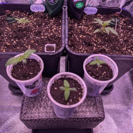 GMO Fast -  Gelato #45 - Special Kush #1