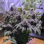 GMO Fast -  Gelato #45 - Critical Kush