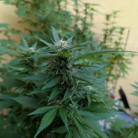 Outdoor 2x Critical Kush 3x GMO Fast
