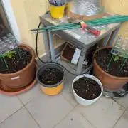 Ananas Express + Amnesia (Auto, Outdoor)