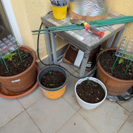 Ananas Express + Amnesia (Auto, Outdoor)