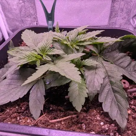 grow001_theo_rehtisch