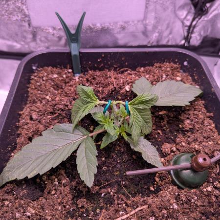 grow001_theo_rehtisch