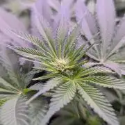 Critical Kush 60x60 (Gelato #45 RIP)