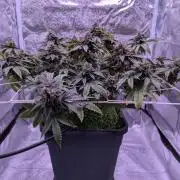 grow001_theo_rehtisch