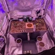 GMO Fast & Gelato #45