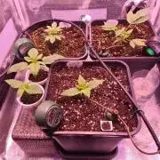 GMO Fast -  Gelato #45 - Critical Kush