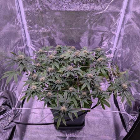 grow001_theo_rehtisch