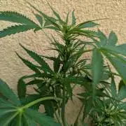 Ananas Express + Amnesia (Auto, Outdoor)